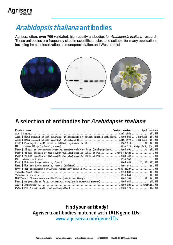 Agrisera arabidopsis antibodies
