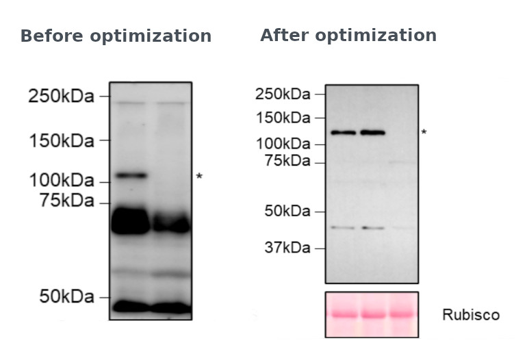 Results obtained before and after optimization of antibody protocol