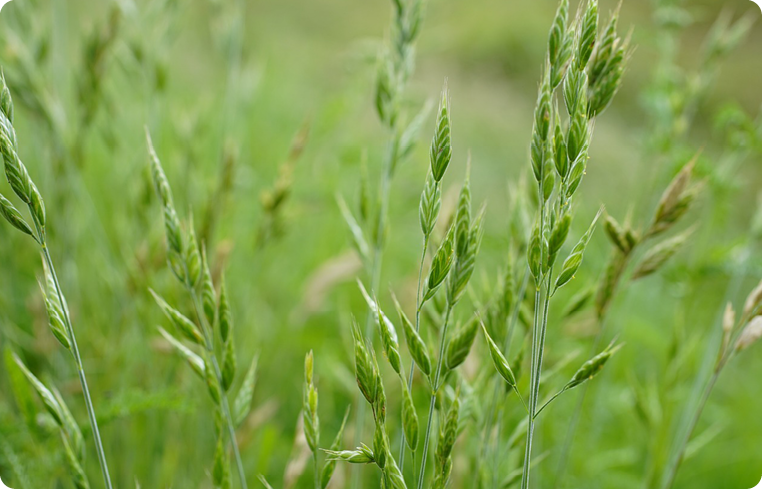 Agrisera antibodies Brachypodium distachyon