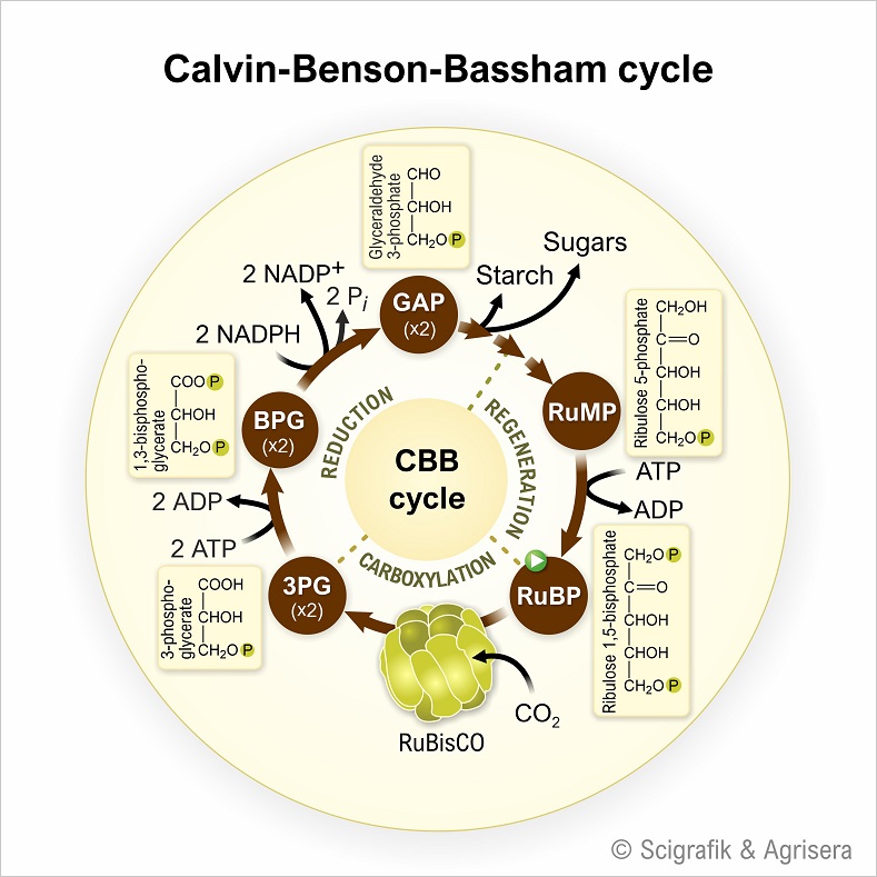 Calvin-Benson-Bassham (CBB) cycle