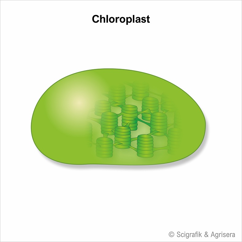 Chloroplast