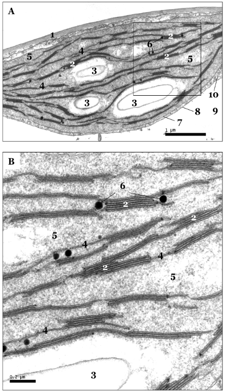 Arabidopsis chloroplast structure
