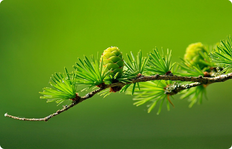 Agrisera antibodies Conifers