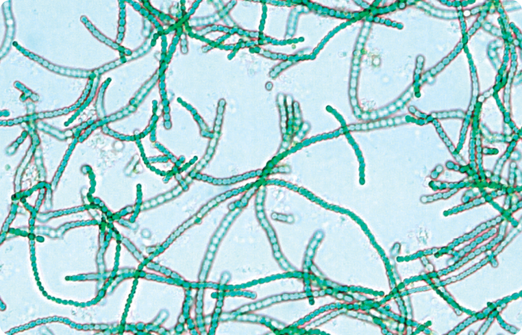 Agrisera antibodies Cyanobacteria