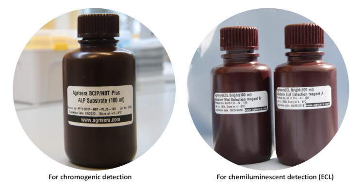 Agrisera reagents for protein visualization in Western blot technique