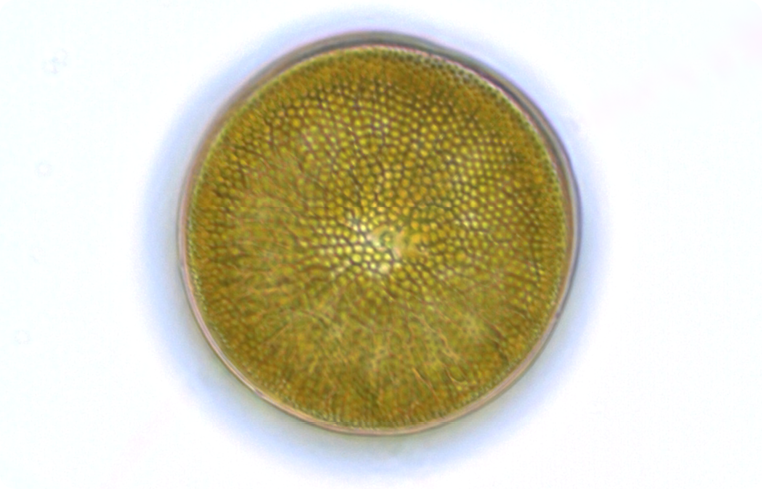 Agrisera antibodies Diatoms