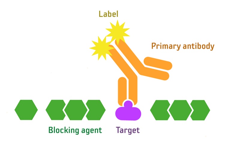 Directly conjugated primary antibodies