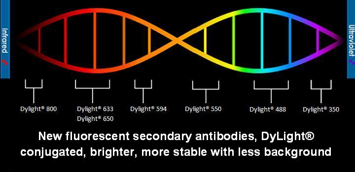 Fluorescently conjugated secondary antibodies