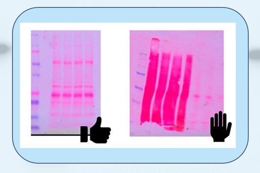 Easy check of protein transfer in Western blot
