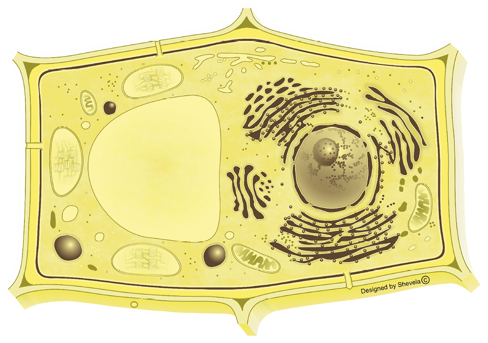 Endomembrane system highlighted