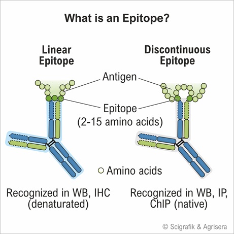Epitope