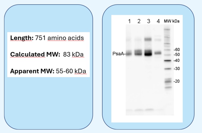 Example of difference in calculated and apparent MW of detected protein