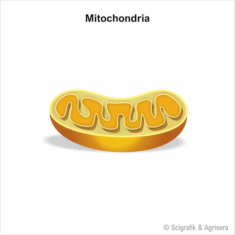 Free image of plant mitochondria