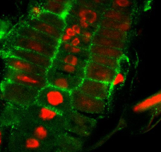 GFP antibody on Arabidopsis roots