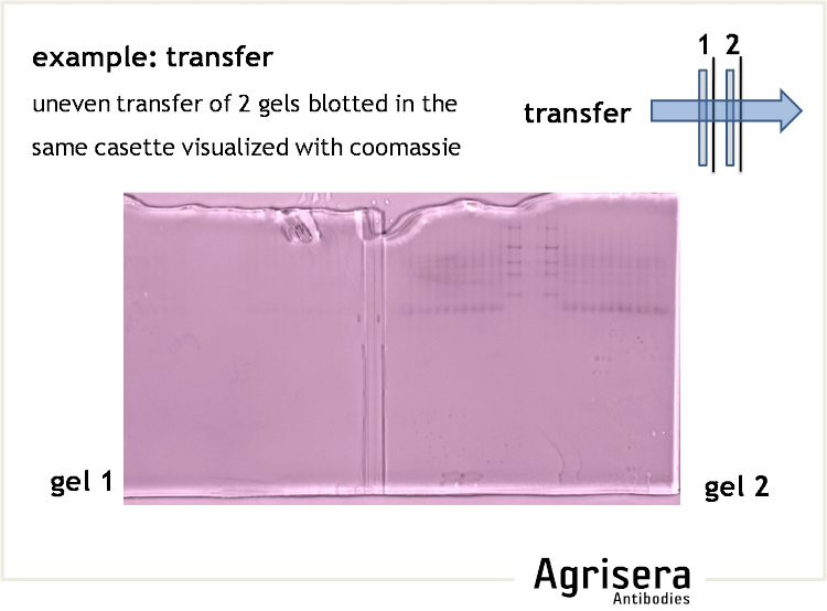 Gel check for protein transfer efficiency 