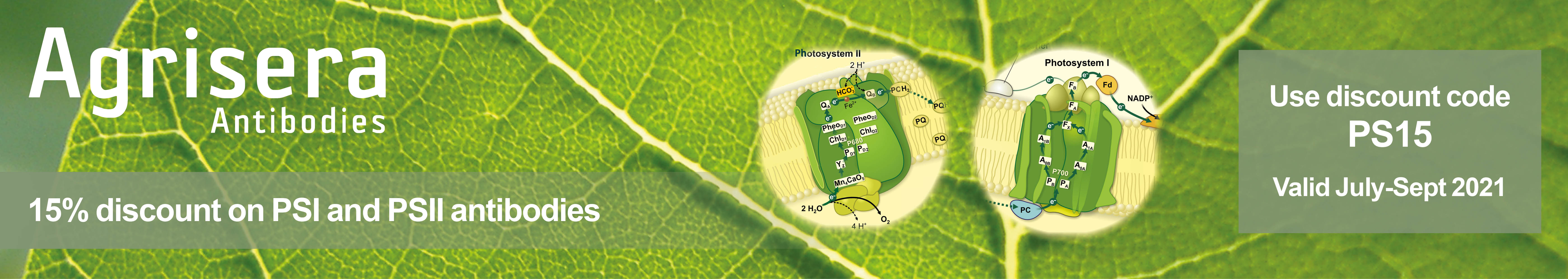 Agrisera PSI and PSII antibodies, 15 % off