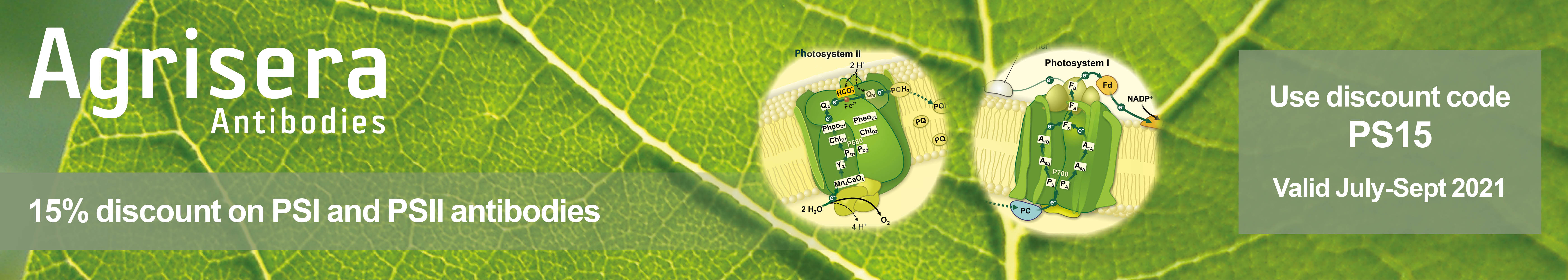 Agrisera PSI and PSII antibodies, 15 % off