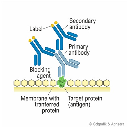 How secondary antibodies work