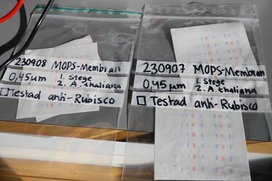 Why PVDF membrane is dried up following protein transfer