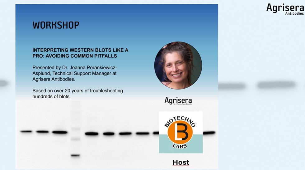 How to interpret Western blot results, webinar with Agrisera distributor in India