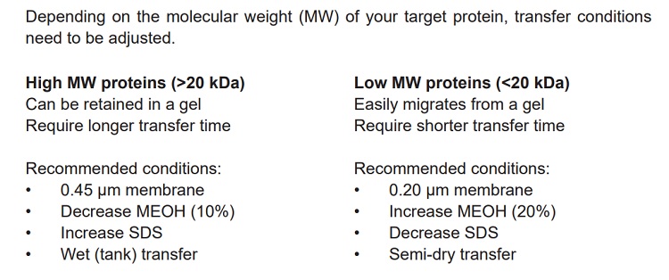 Comparison of conditions to transfer HMW and LMW proteins