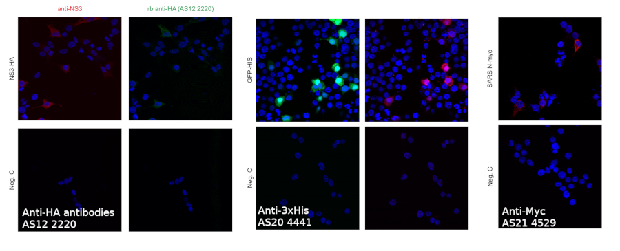 Immunofluorescent localization using Agrisera epitope tag antibodies