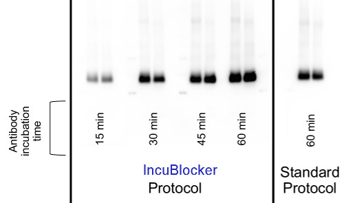 Rapid Wester Blot IncuBlocker