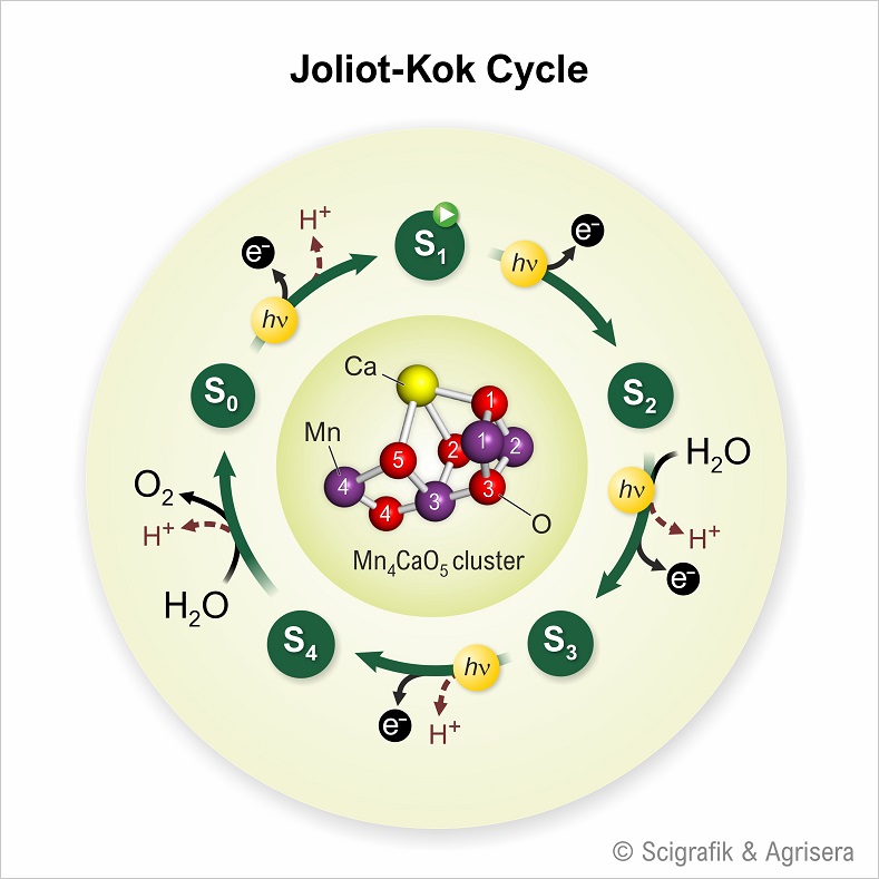 Joliot-Kok cycle