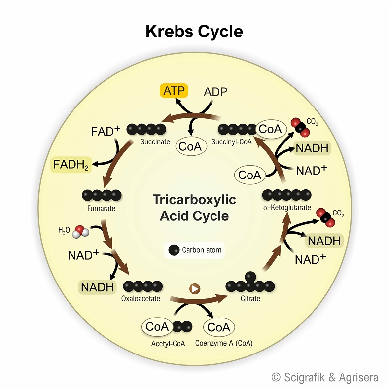 Krebs cycle