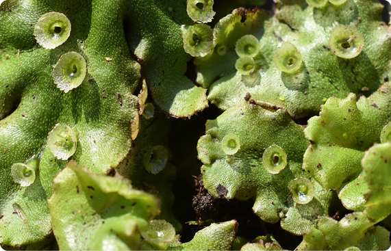 Marchantia polymorpha