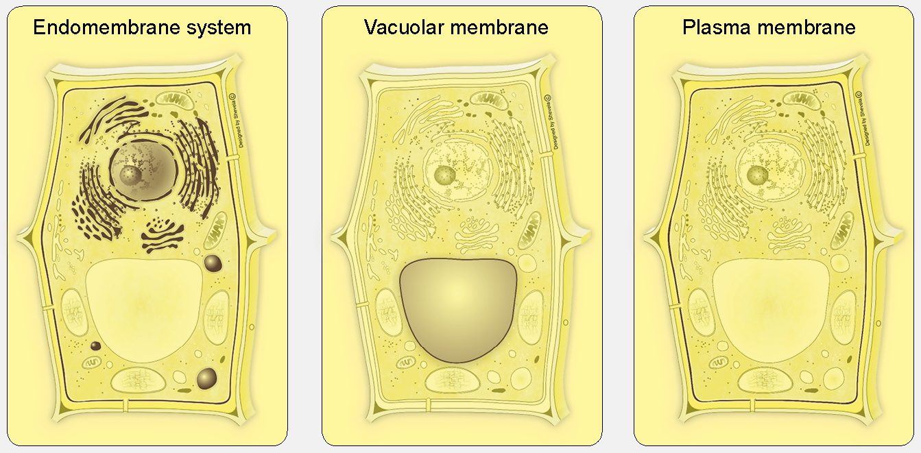 Membrane transport system antibodies