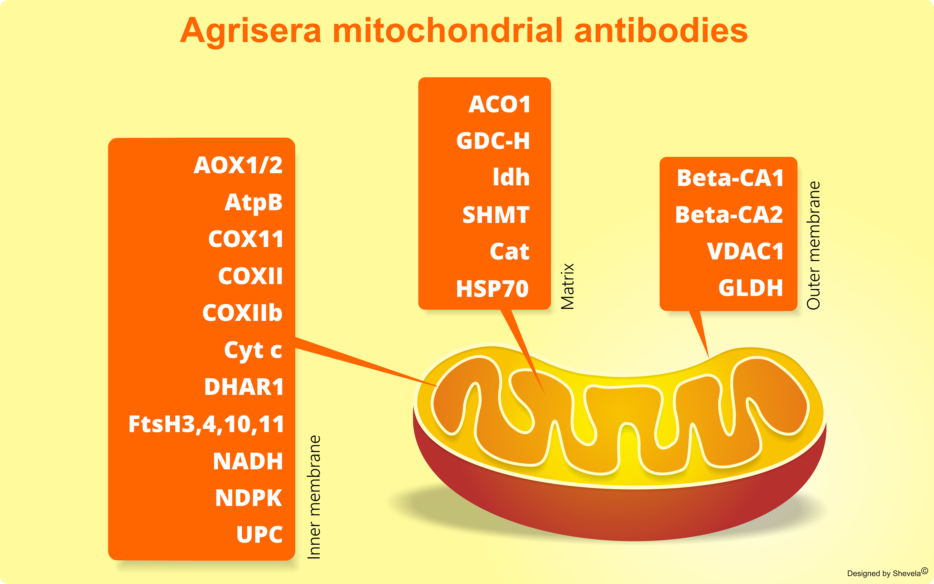 Antibodies to plant Mitochondria Respiration enzymes