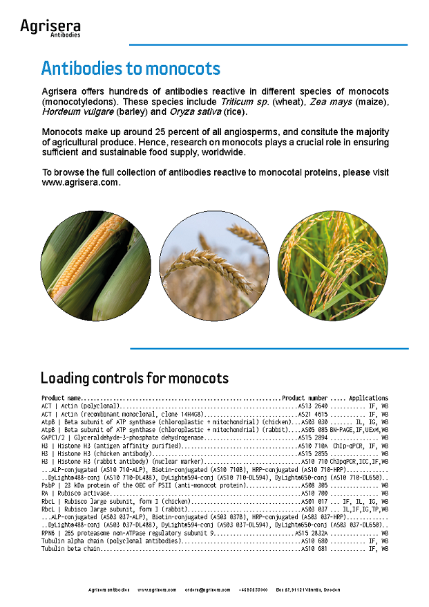 Agrisera monocot antibodies