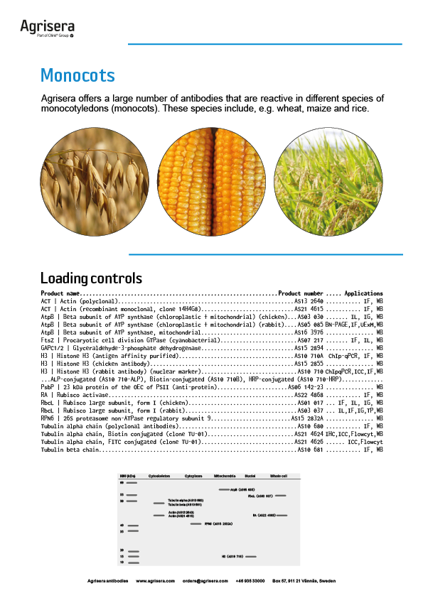 Agrisera monocot antibodies