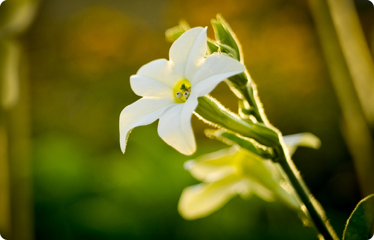 Agrisera antibodies Nicotiana tabacum Nicotiana benthamiana