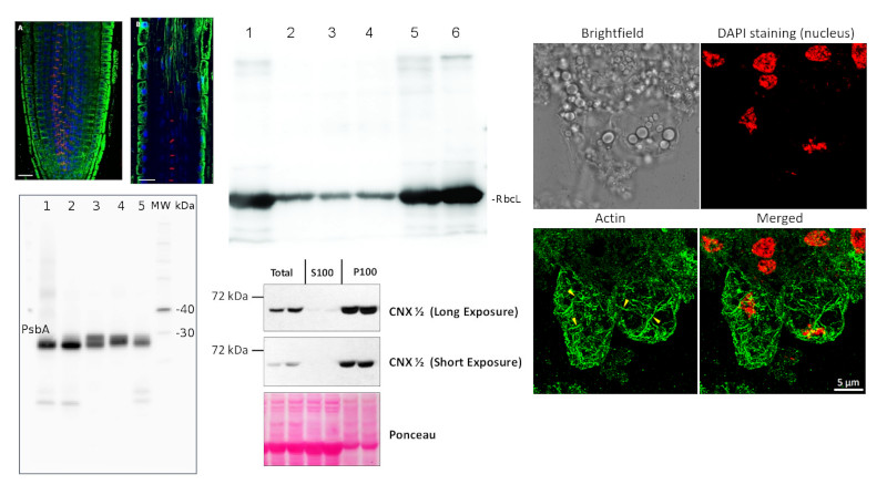 Over 500 product images added to Agrisera website