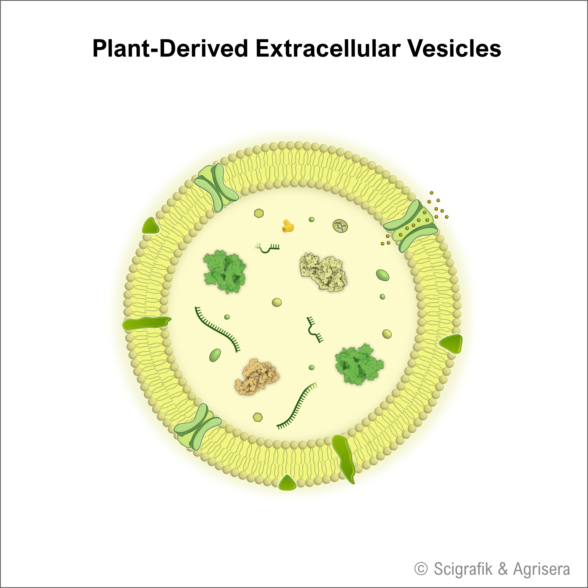 Plant Extracellular Vesicles