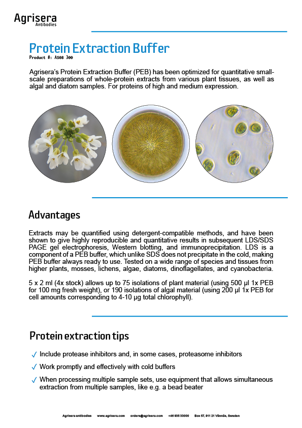 Agrisera Dylight®-conjugated secondary antibodies