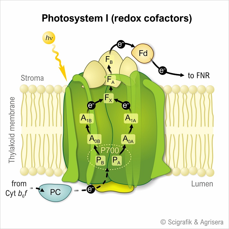 Photosystem I cofactors