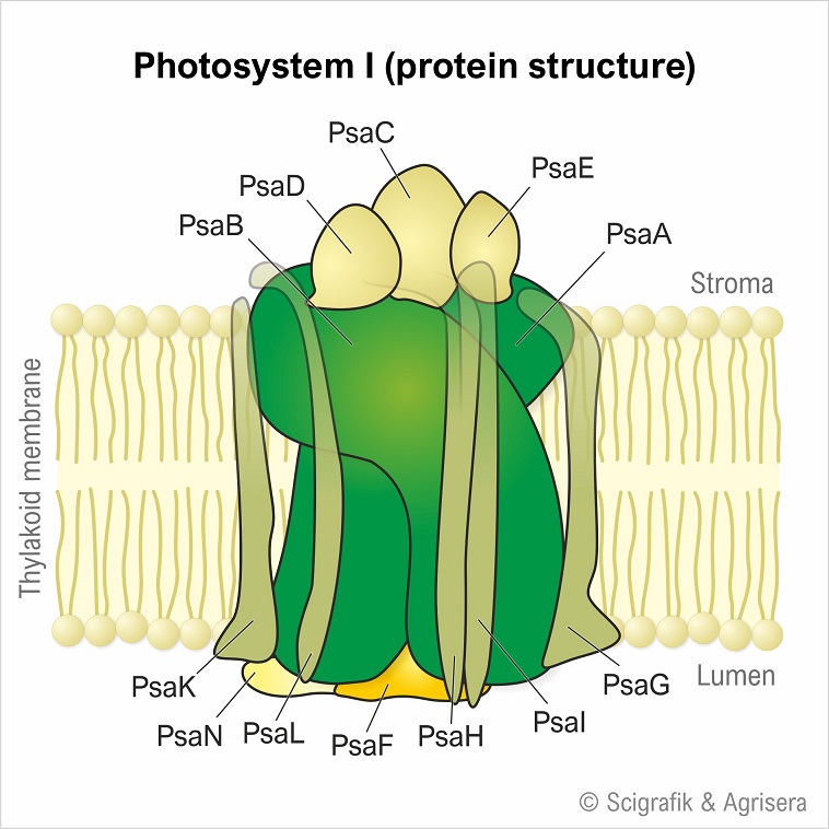 Photosystem I proteins