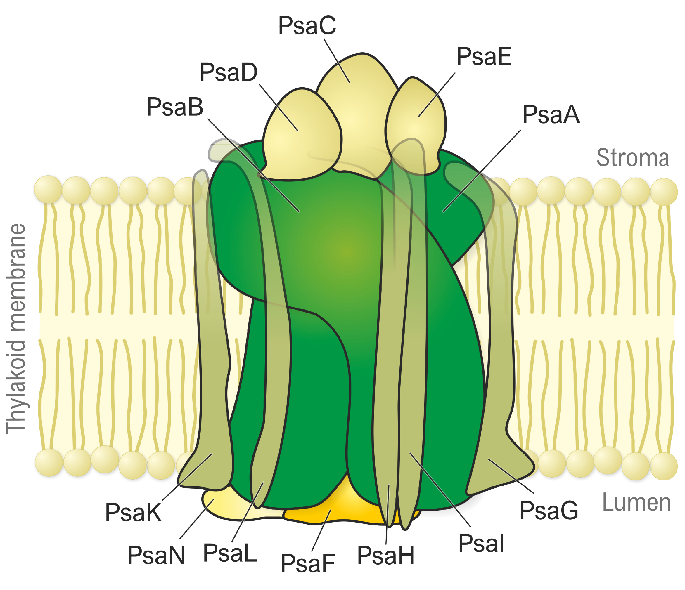 Agrisera Photosystem I Antibodies