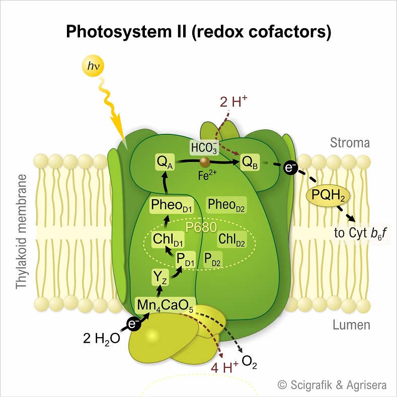 Photosystem II cofactors