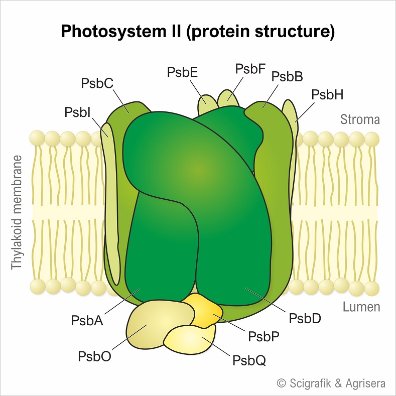 Photosystem II proteins