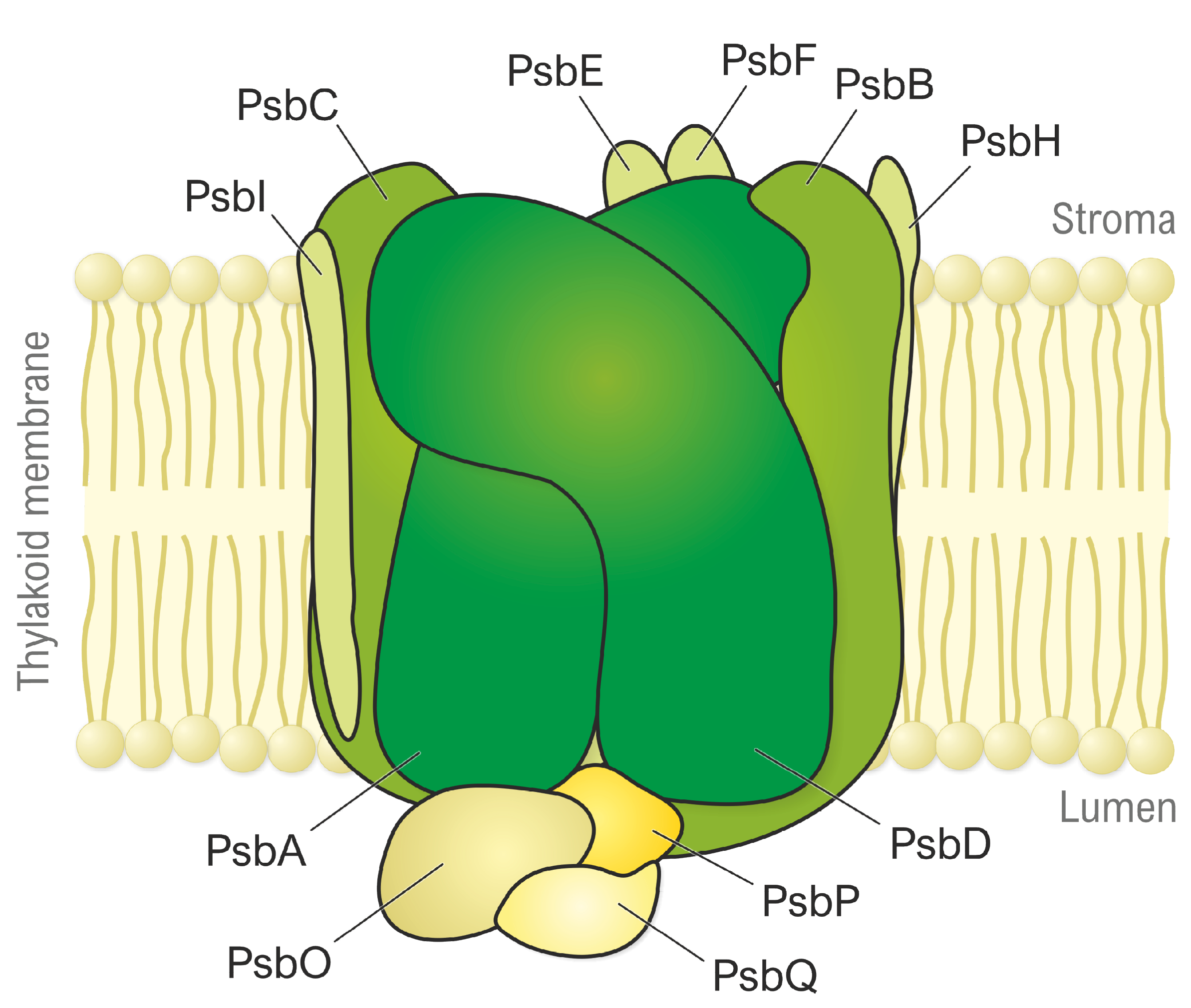 Agrisera Photosystem II antibodies