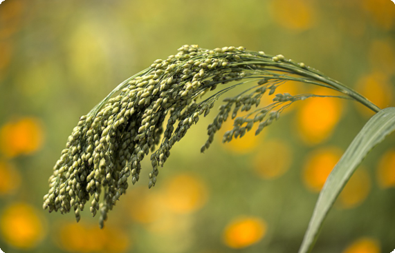 Agrisera antibodies Panicum sp.