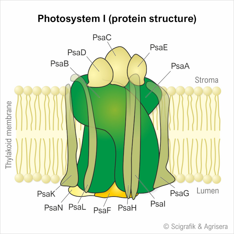 Free image of photosystem I