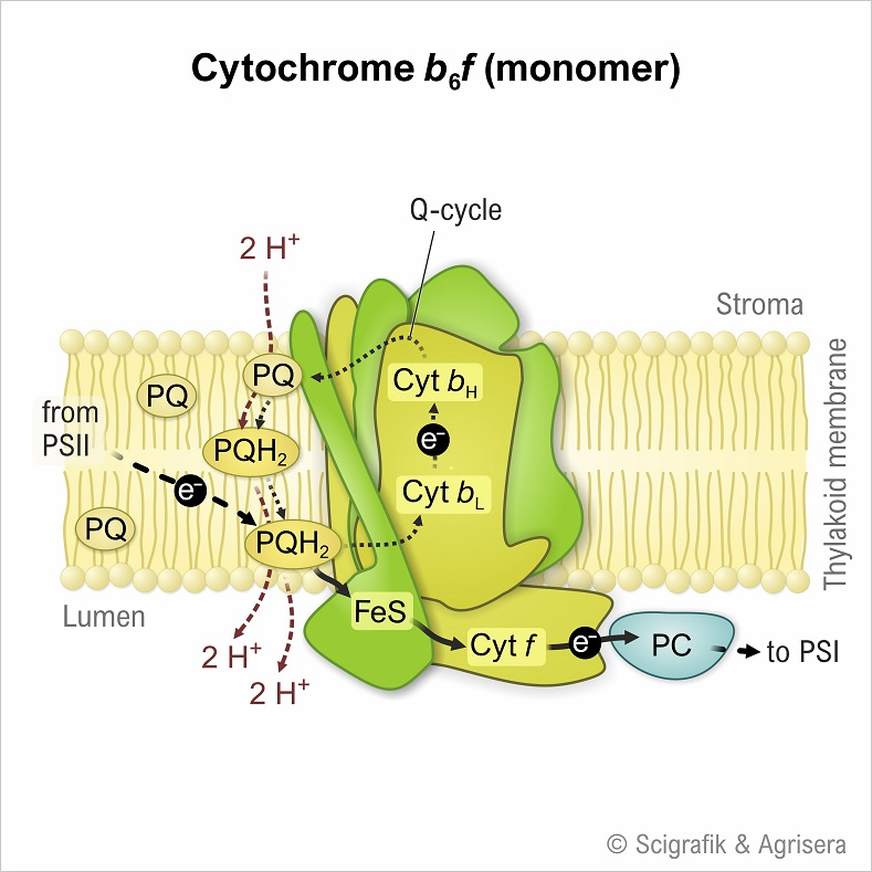 Plant Cytb6f