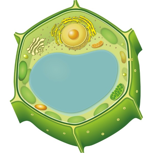 Plant cell without labels