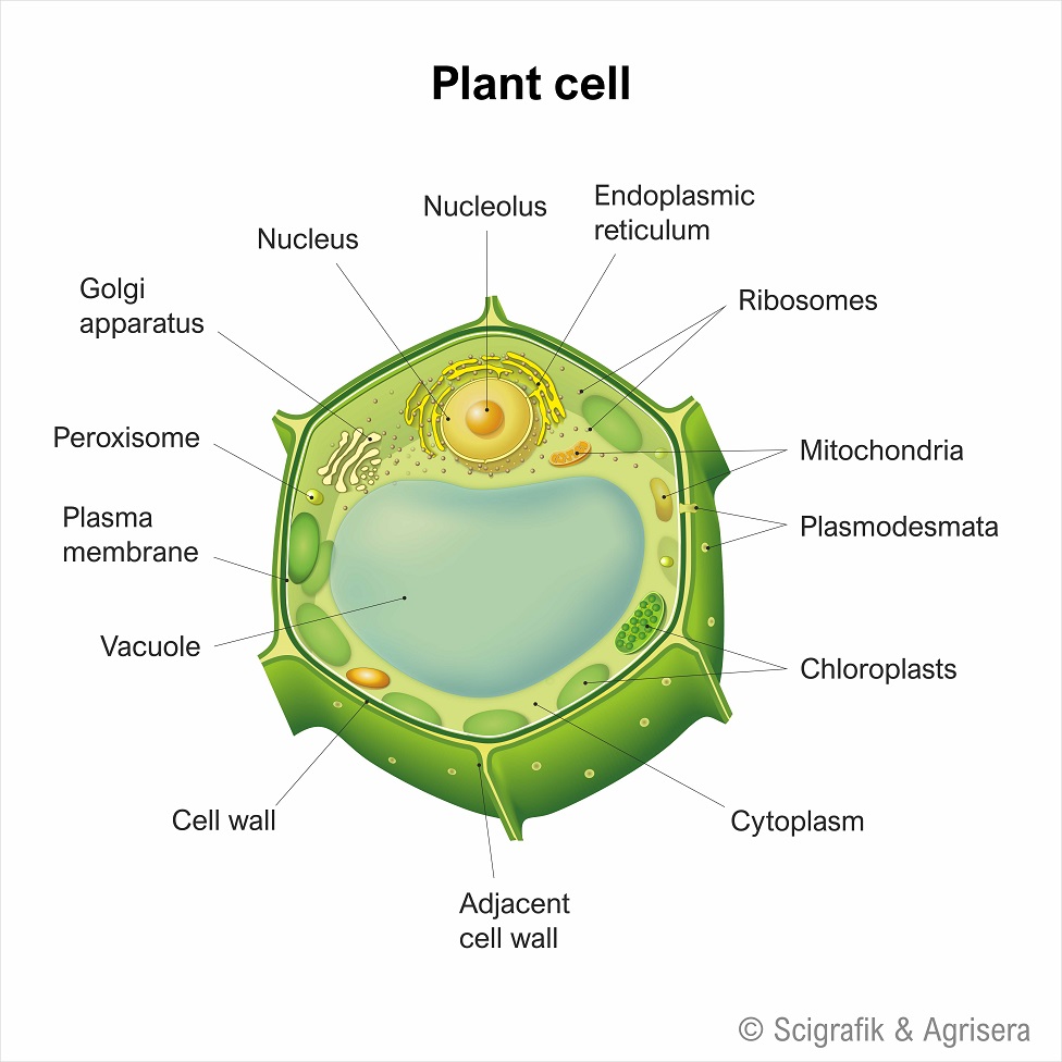 Plant cell with labels