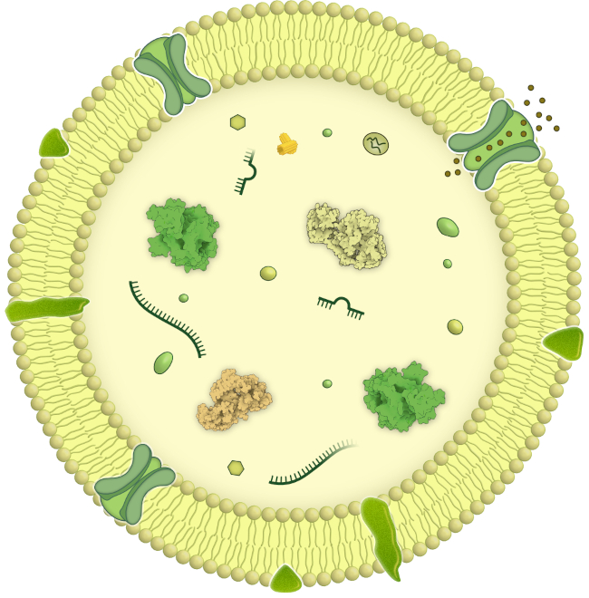 Plant extracellular vesicles (PDEVs) scheme